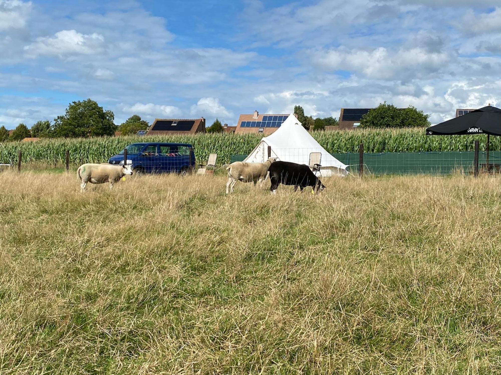 Camp Mangoeste Zedelgem Extérieur photo